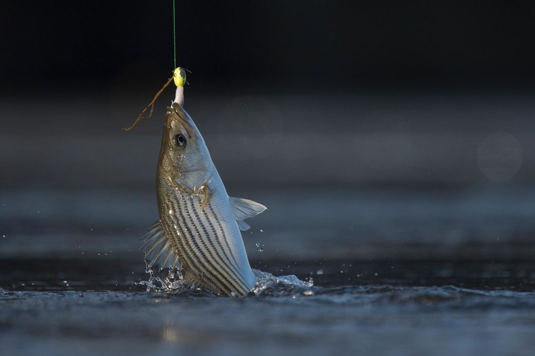 A Lake Texoma striped bass striking a lure at the surface