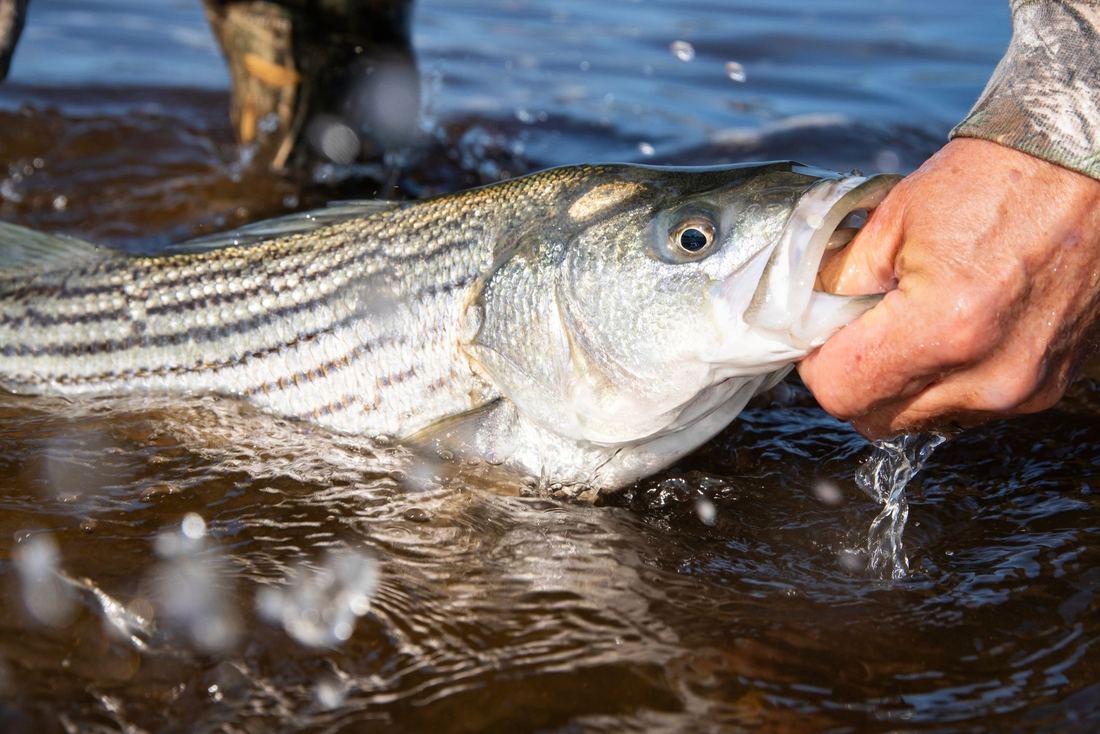 A striped bass held at the water's edge before release on Lake Texoma